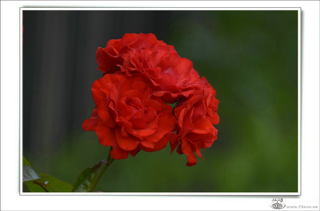 DSC_7208.jpg