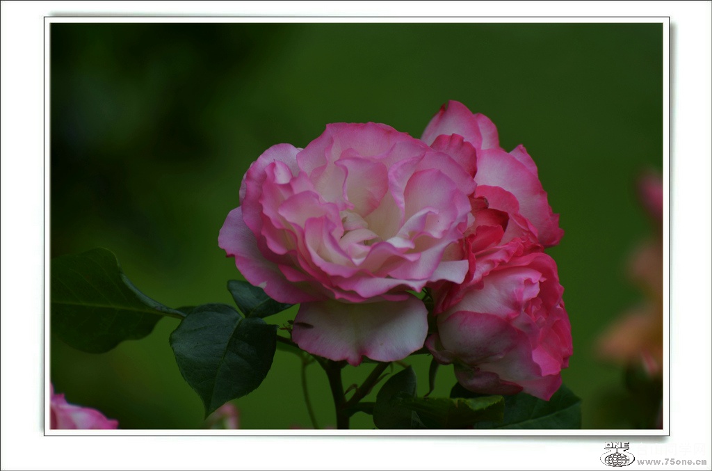 DSC_6460.jpg