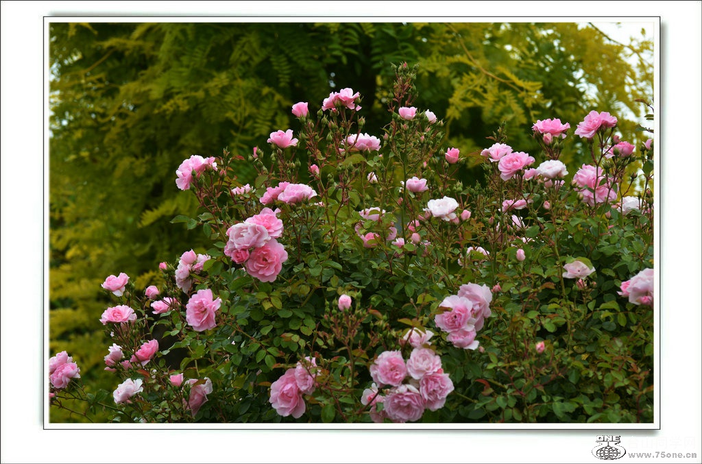 DSC_7327.jpg