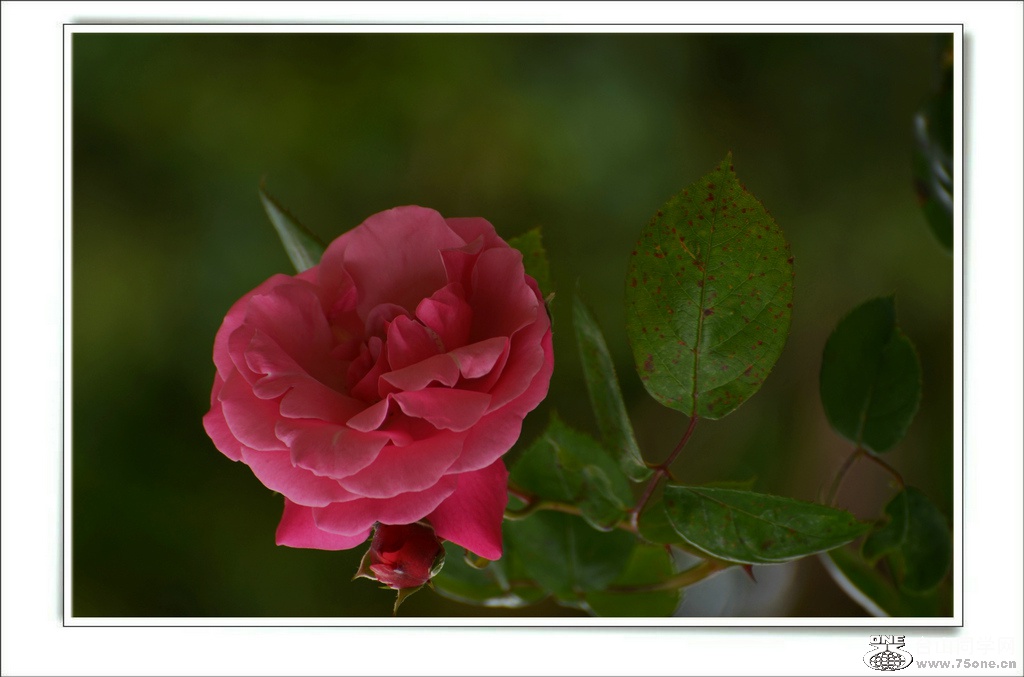 DSC_7370.jpg