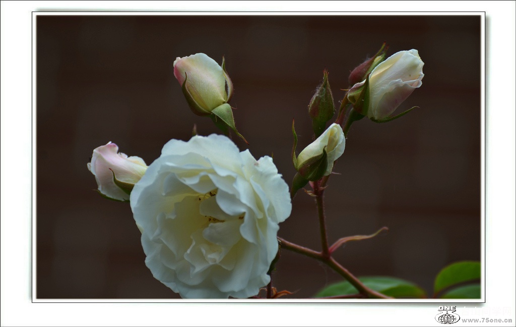 DSC_6527.jpg