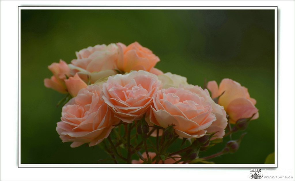 DSC_6516.jpg