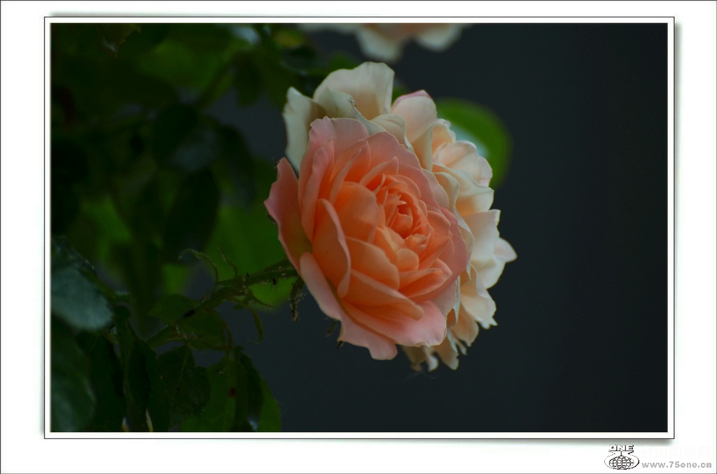 DSC_6540.jpg