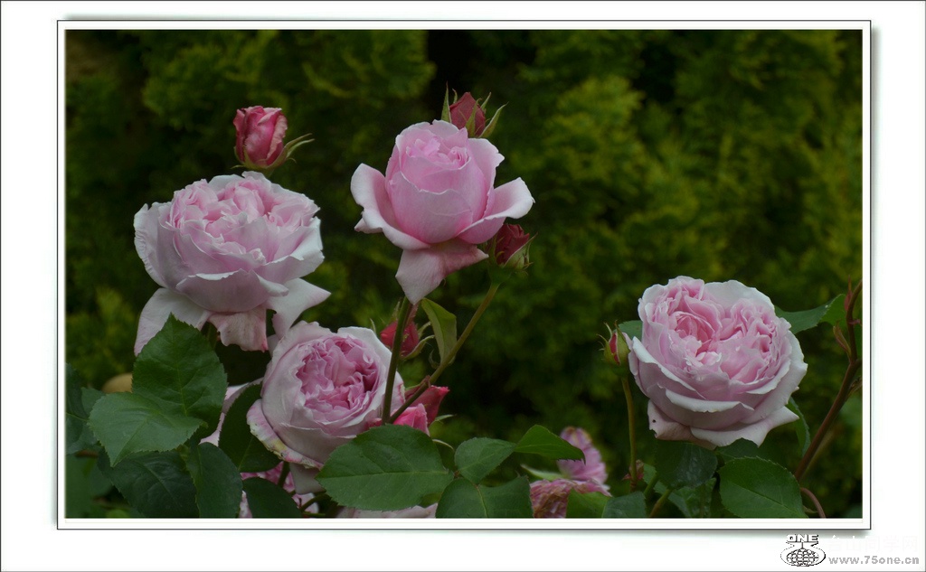 DSC_6627.jpg