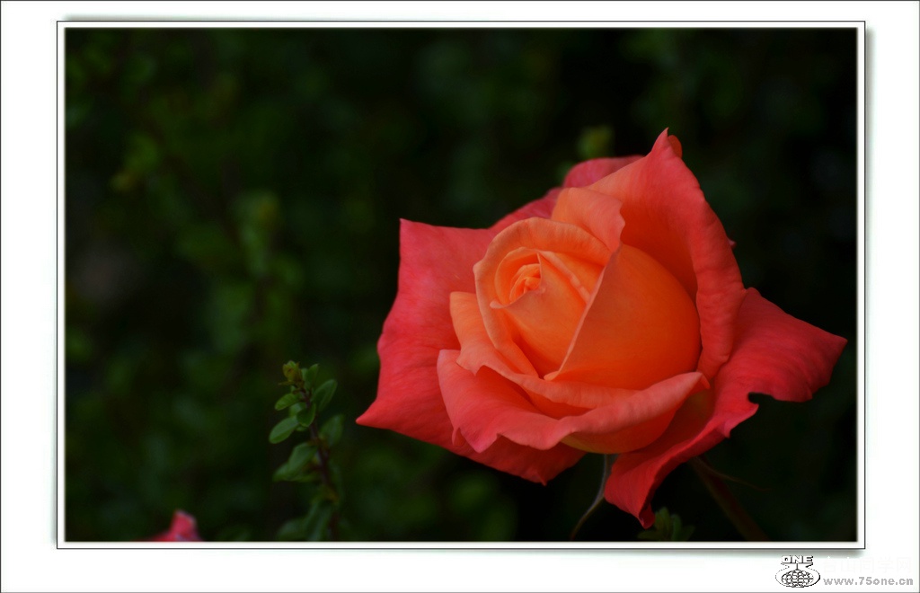 DSC_6451.jpg