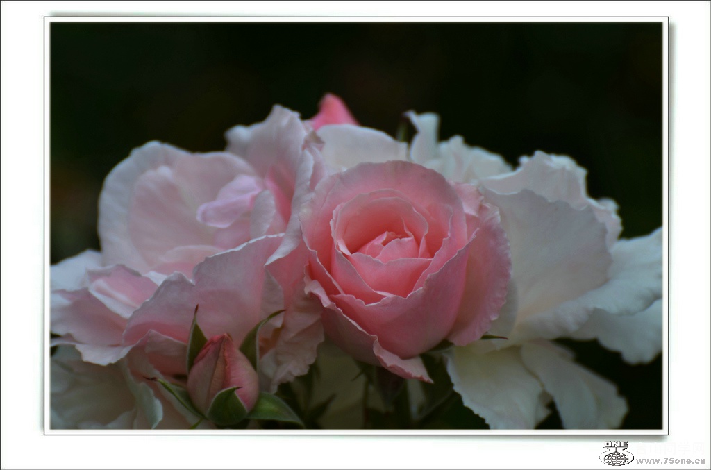 DSC_6435.jpg