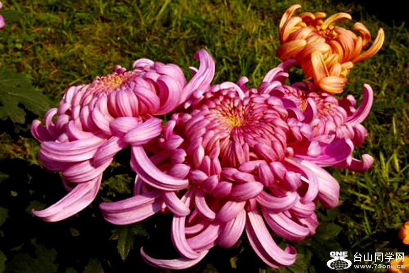 IMG_1010.jpg