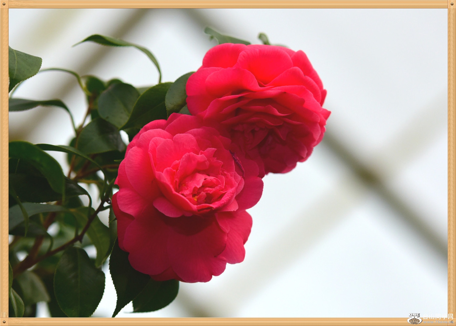 DSC_7746.jpg