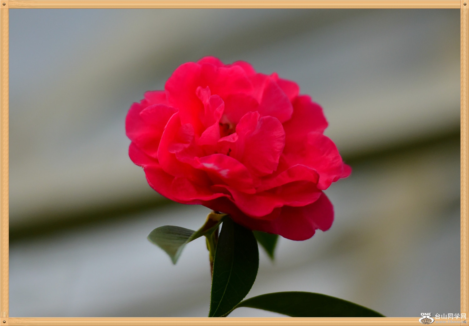 DSC_7852.jpg