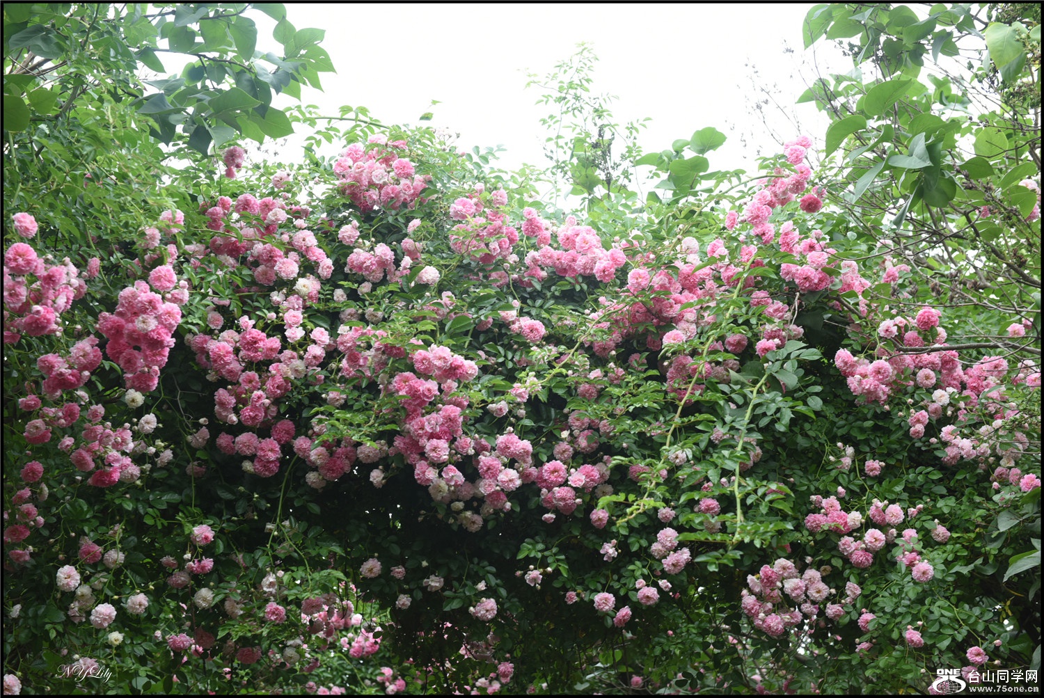 DSC_9208.jpg