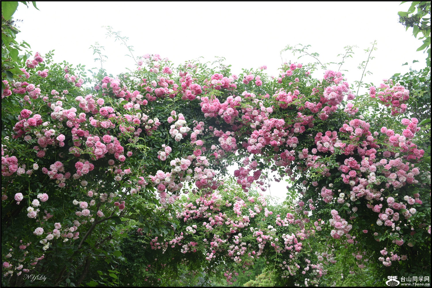 DSC_9227.jpg