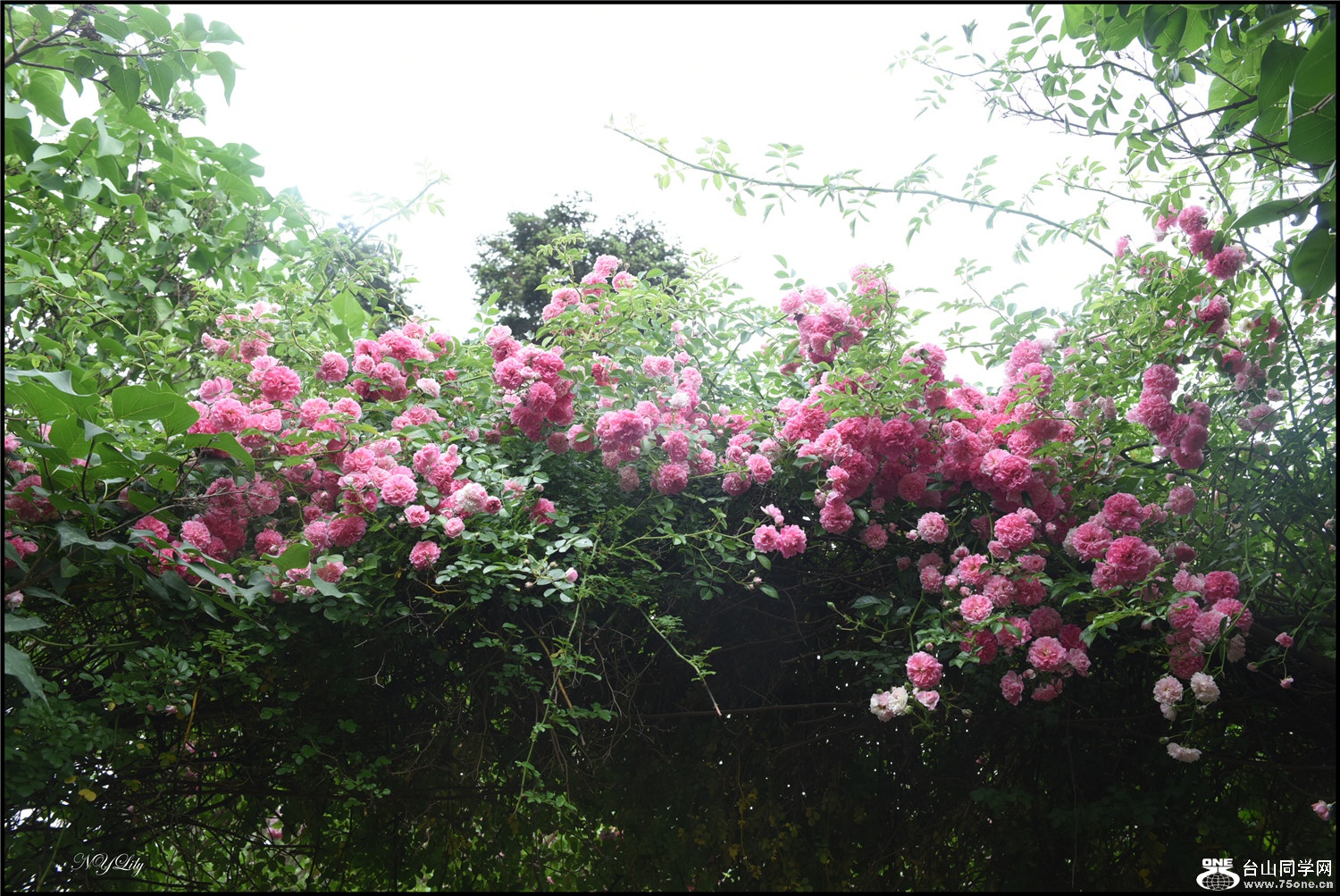 DSC_9210.jpg