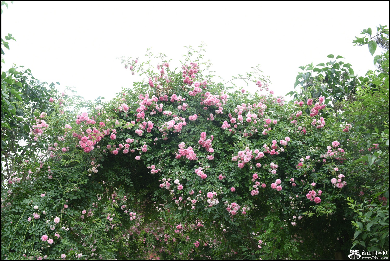 DSC_9231.jpg