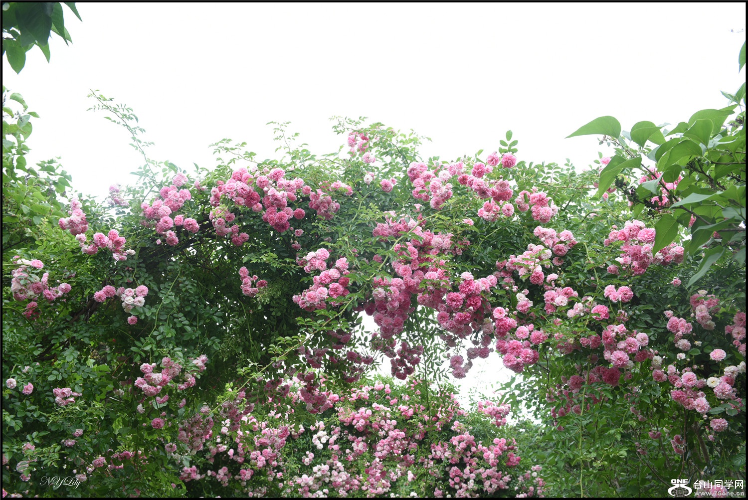 DSC_9225.jpg