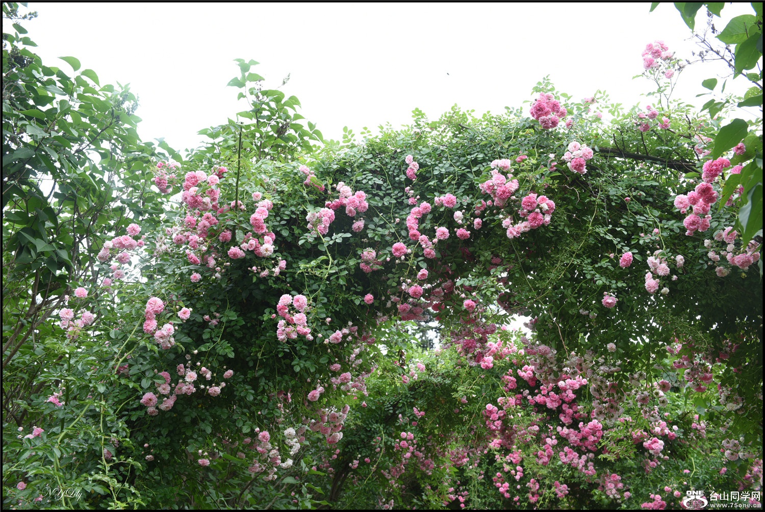 DSC_9230.jpg