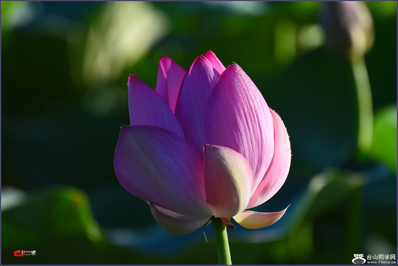 DSC_7999.jpg