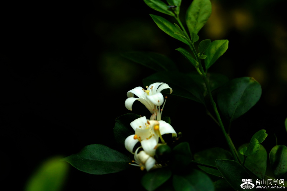_57A5432170120.JPG