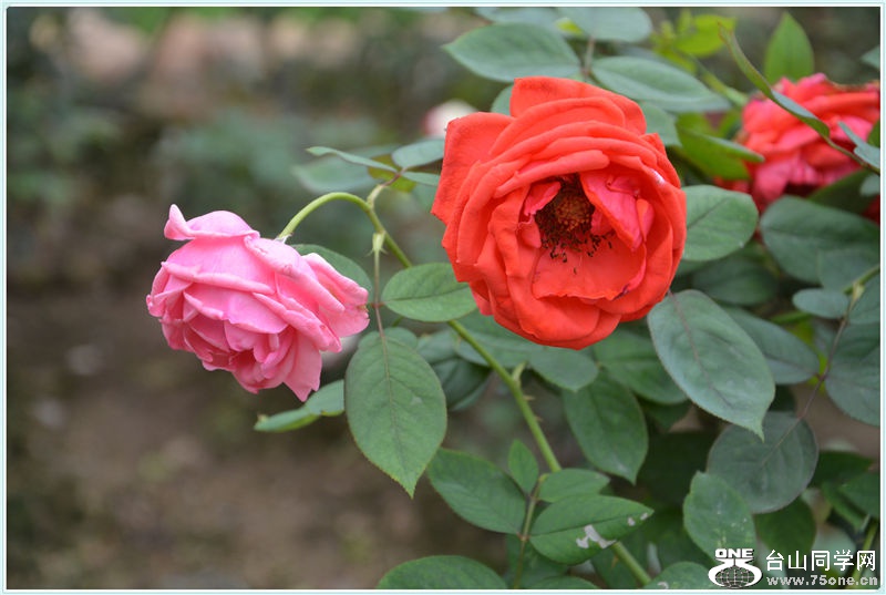 DSC_2200.jpg