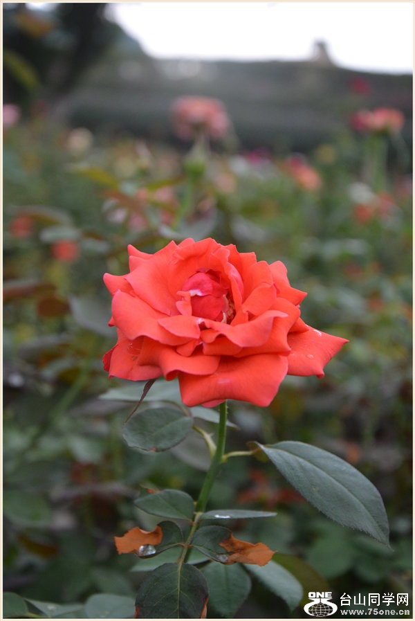 43.DSC_0152.jpg