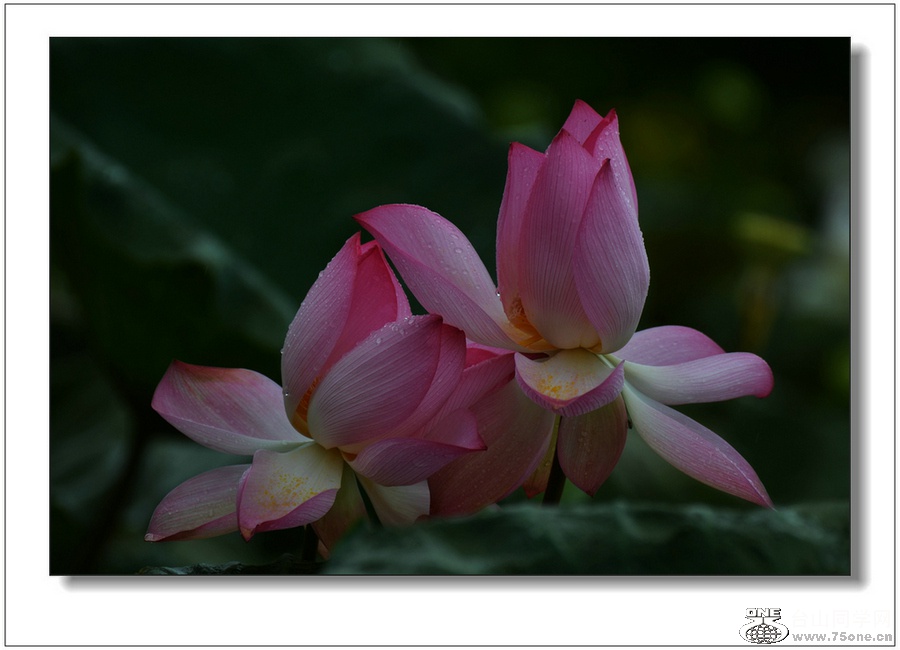Ƭ 077.jpg