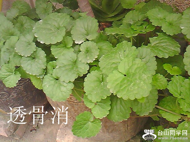 IMG5189A__.jpg