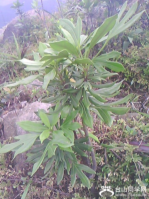 IMG6224A_.jpg