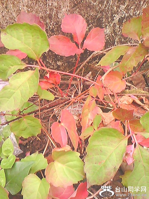 IMG4806A_.jpg