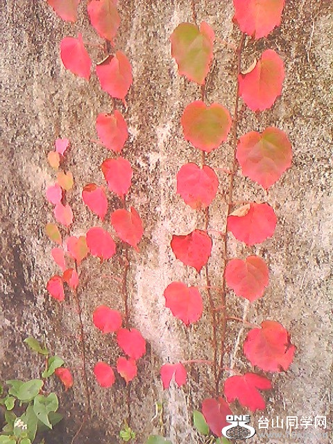 IMG4808A_.jpg
