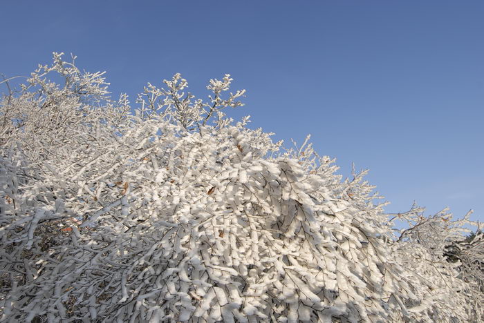 _DSC0149_СС.JPG