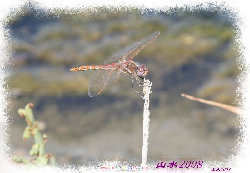 IMG_4129.jpg