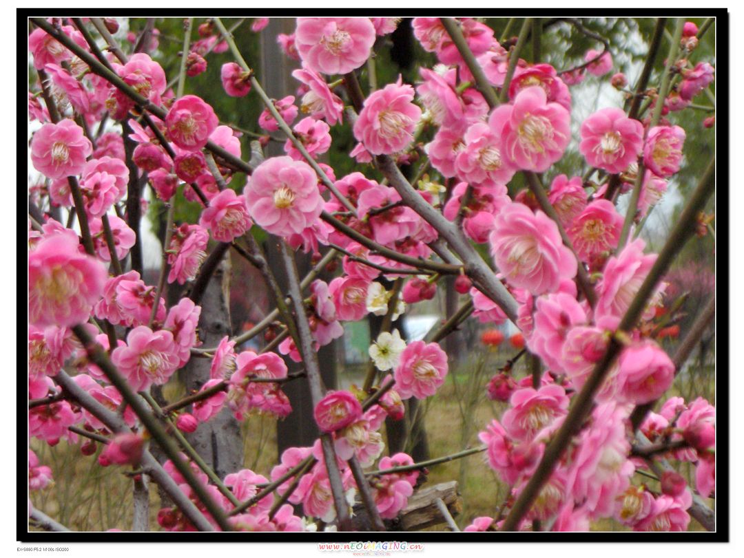 CIMG0500 Ϫ÷ С.jpg