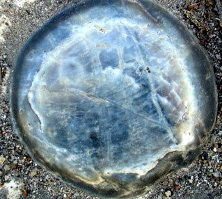 DSC02665_.JPG