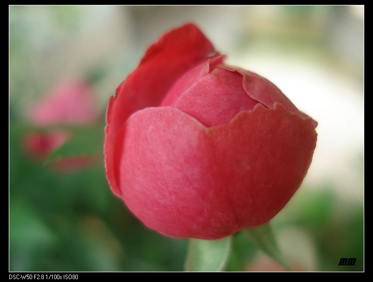 DSC03907.jpg